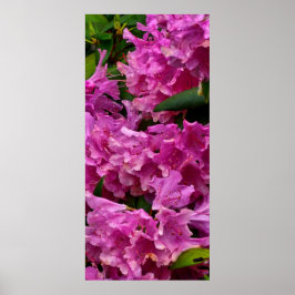 Rosa Rhododendron Flowers Poster