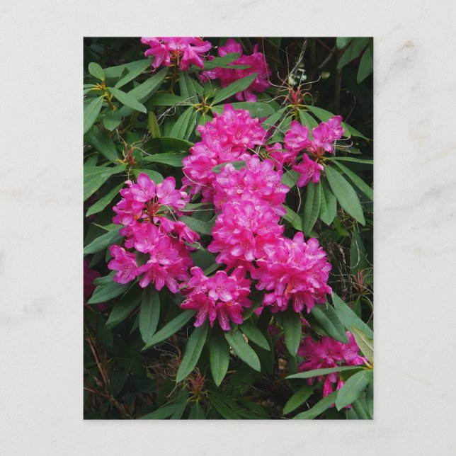 Rosa Rhododendron Flowers Postkort Vykort (Framsida)
