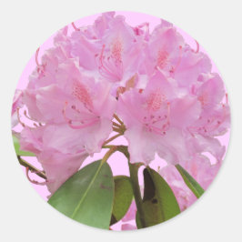 Rosa Rhododendron Flowers Runt Klistermärke