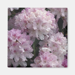 Rosa Rhododendron-gåvor Magnet