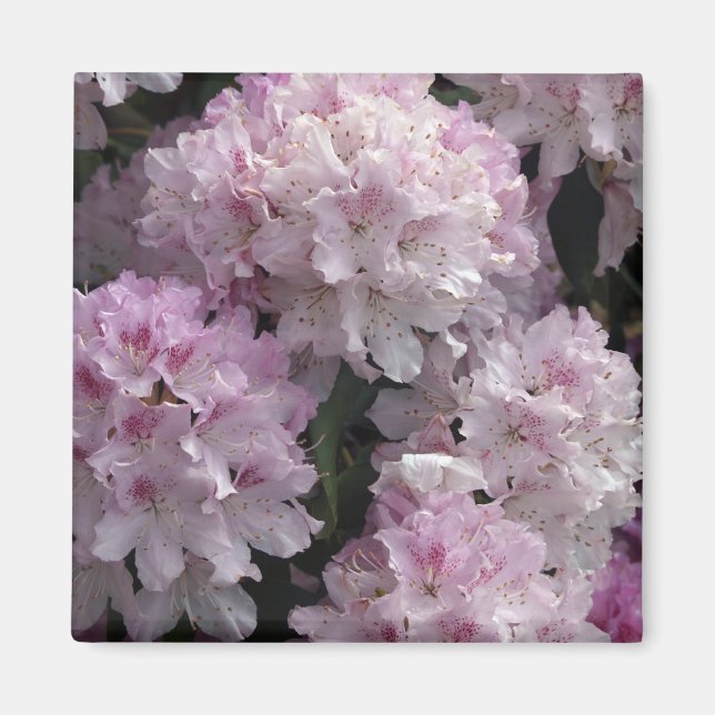 Rosa Rhododendron-gåvor Magnet (Framsidan)