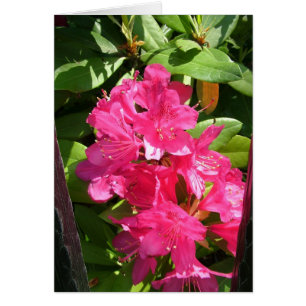 rosa rhododendron hälsningskort