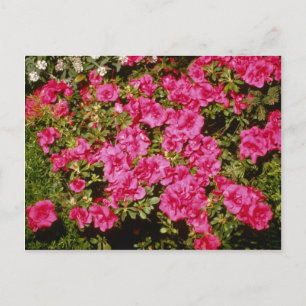 Rosa Rhododendron Indicum 'Ro' (Azalea)-blommor Vykort