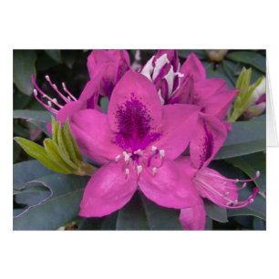 Rosa Rhododendron-kort Hälsningskort