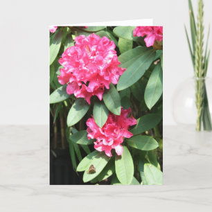 Rosa Rhododendron med en liten fjäril Hälsning Kort