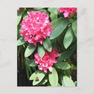 Rosa Rhododendron med ett litet vykort för fjäril