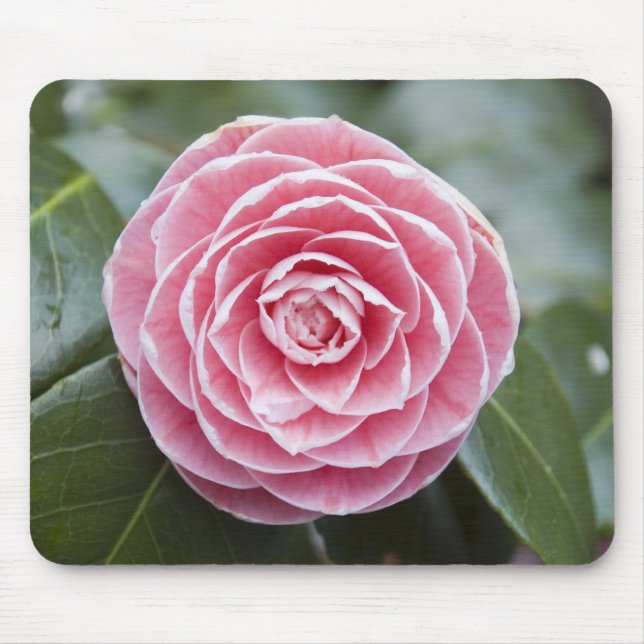 Rosa Rhododendron Mousepad Musmatta (Framsidan)