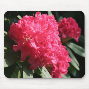 Rosa Rhododendron Musmatta