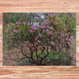 Rosa Rhododendron Shrub Blommigt