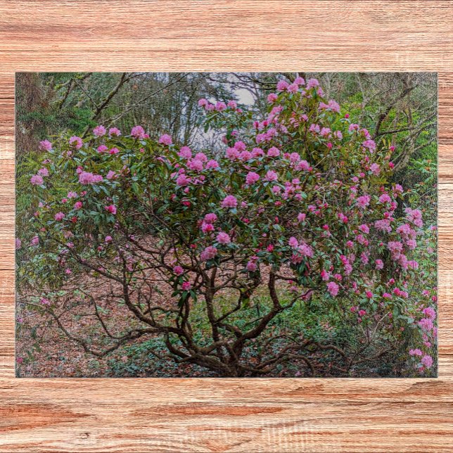 Rosa Rhododendron Shrub Blommigt (In Situ)