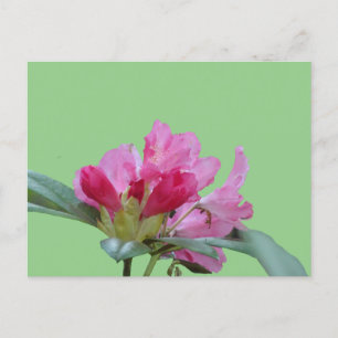 Rosa Rhododendron stänger upp kassan. BG DIY-vykor Vykort