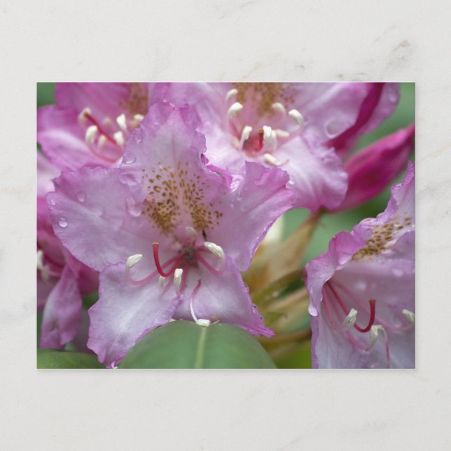Rosa Rhododendron Vykort (Framsida)