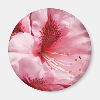 Rosa Rhododendronblomma magnet Sommarblommor