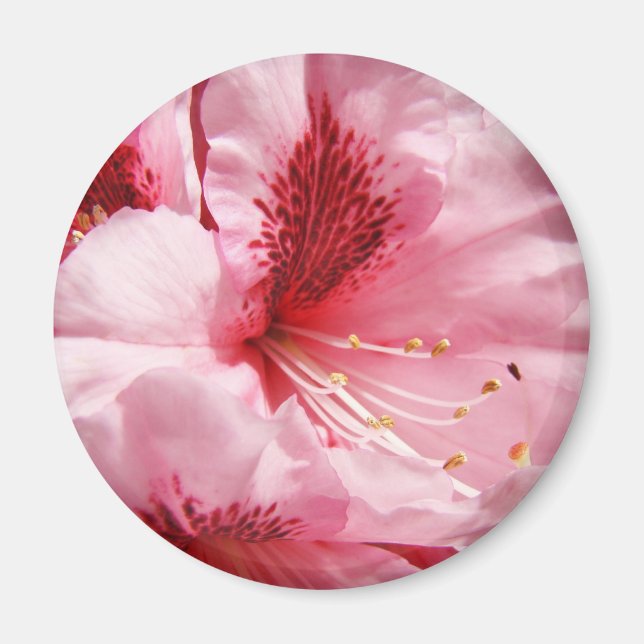 Rosa Rhododendronblomma magnet Sommarblommor (Framsidan)