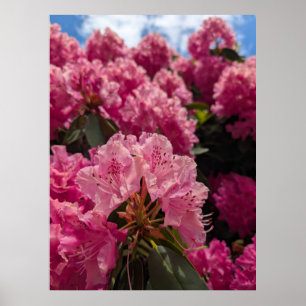 Rosa Rhododendronblommor i vårens solsken Poster