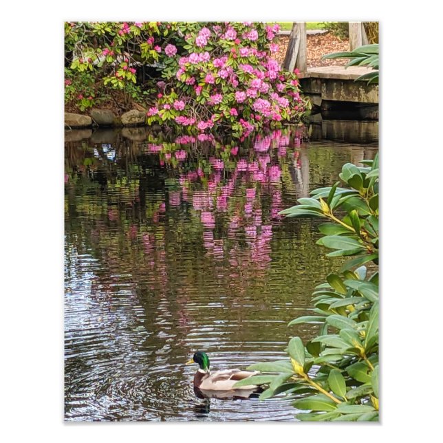 Rosa Rhododendronblommor Vattenreflektion Fototryck (Framsidan)
