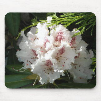 Rosa Rhododendronfoto Musmatta