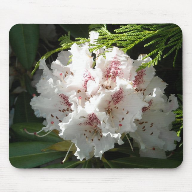 Rosa Rhododendronfoto Musmatta (Framsidan)