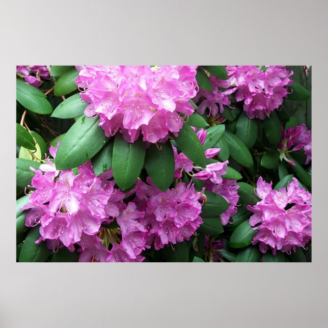 Rosa Rhododendrons Blommars Fotografi Poster (Framsidan)