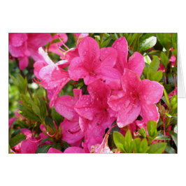 Rosa Rhododendrons Hälsningskort