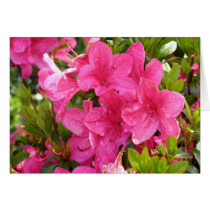 Rosa Rhododendrons Hälsningskort