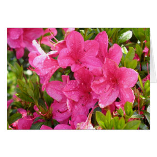 Rosa Rhododendrons Hälsningskort