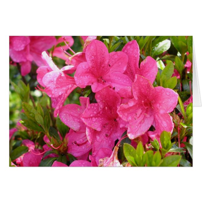 Rosa Rhododendrons Hälsningskort (Framsidan Horizontal)