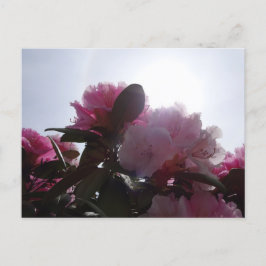 Rosa Rhododendrons med Sunlight DIY Postcard Vykort