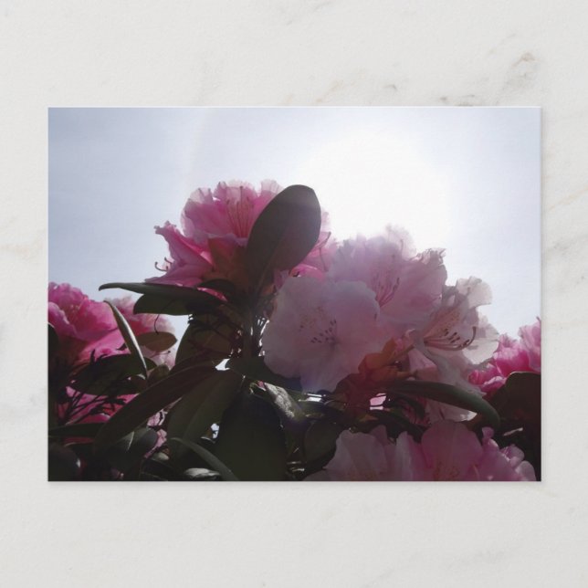 Rosa Rhododendrons med Sunlight DIY Postcard Vykort (Framsida)