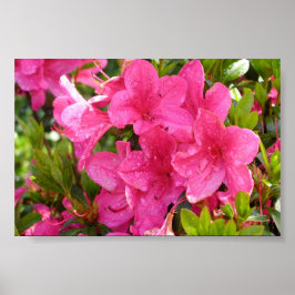 Rosa Rhododendrons Poster
