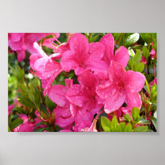 Rosa Rhododendrons Poster