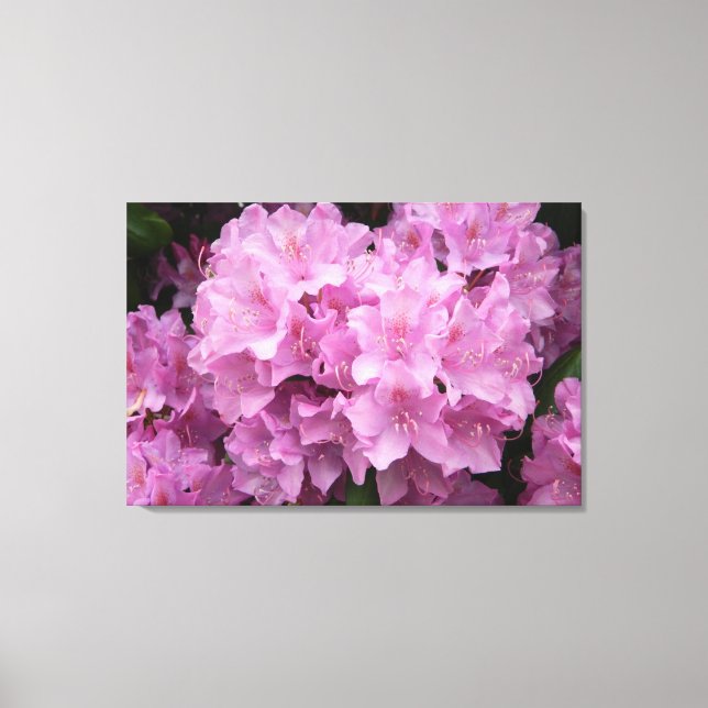 Rosa Rhododendrons Wrapped Canvas Skriv ut (Framsida)