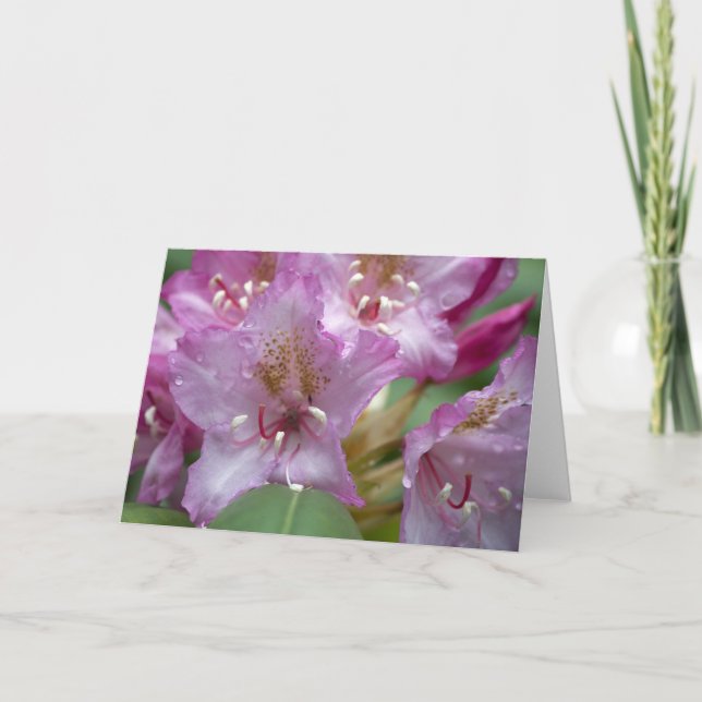 Rosa Rhody kort (Framsida)