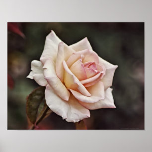 Rosa Ro FLOW Art Poster