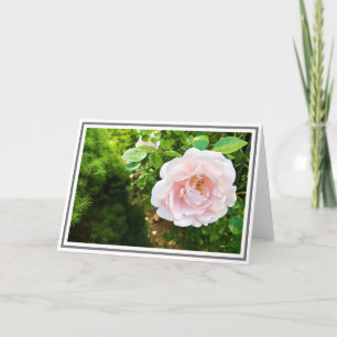 Rosa Ro Grönt Foliage, nära och ömtålig Kort