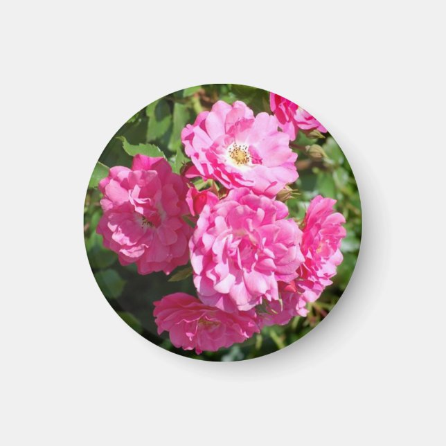 rosa_ro magnet (Framsidan)