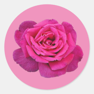 Rosa ro runt klistermärke