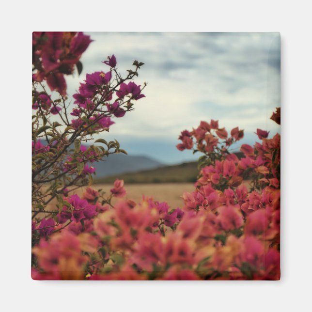 Rosa röda bougainvillea blommor landskapsmagnet magnet (Framsidan)