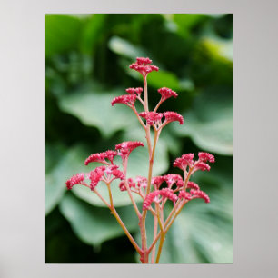 Rosa Rodgersia Flower Poster