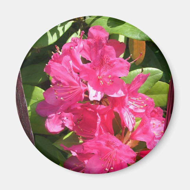 rosa rododendron magnet (Framsidan)