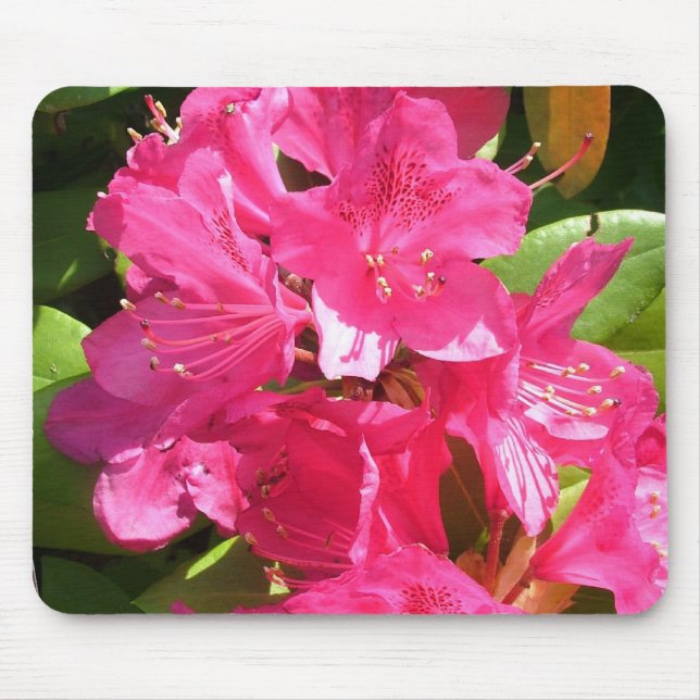 rosa rododendron musmatta (Framsidan)