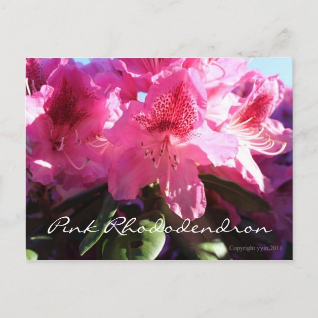 rosa rododendron vykort (Framsida)