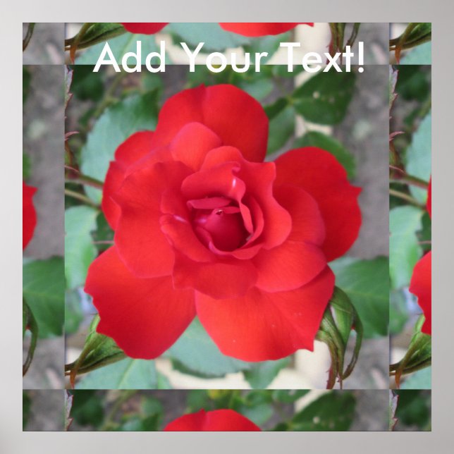 Rosa Roja Flor Poster (Framsidan)