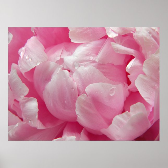 Rosa romantik blommor med daggdroppar poster (Framsidan)