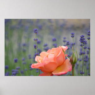 Rosa romantiker och lavendel poster