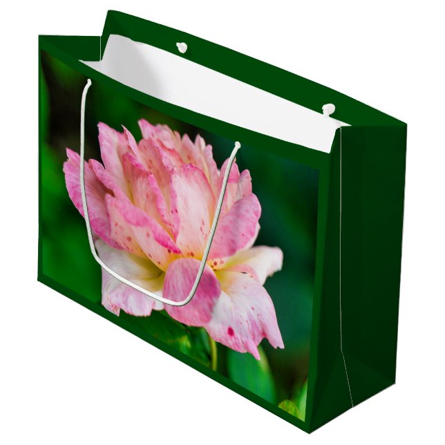 Rosa ros (Framsidan Vinklad)