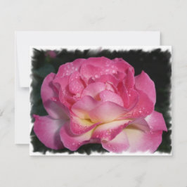 Rosa ros