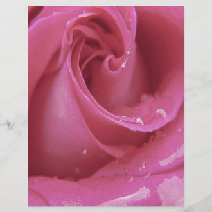 Rosa ros