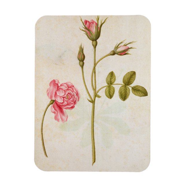 Rosa ros, 1568 magnet (Vertikal)