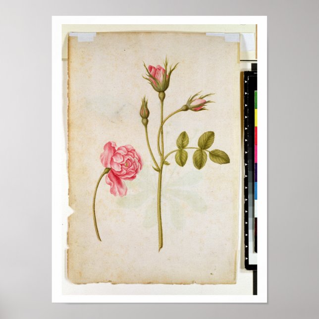 Rosa ros, 1568 poster (Framsidan)